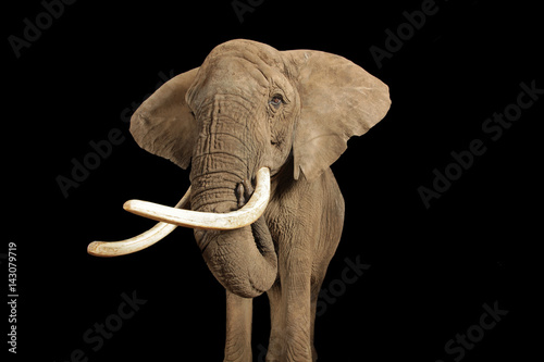 Afrikanischer Elefant als Studioaufnahme, Serie photo