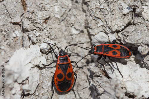 Two little bug soldier in the morning on a tree close up