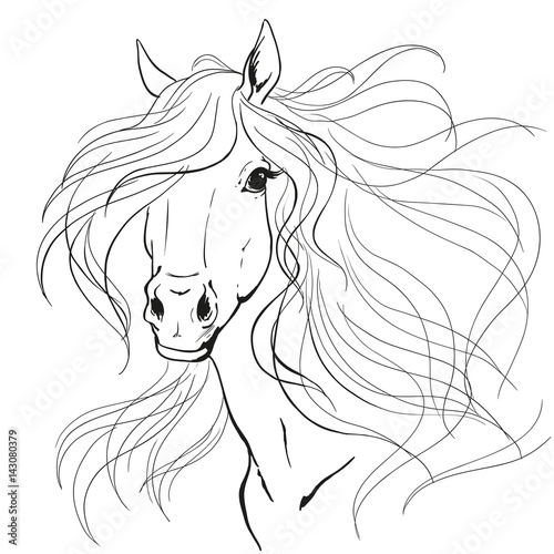 Horse portrait. A horse's mane. Black lines on a white background.