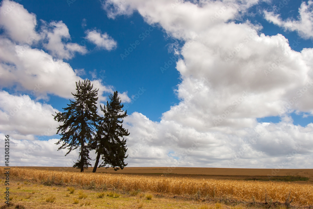 Fototapeta premium Trees grow in the field.