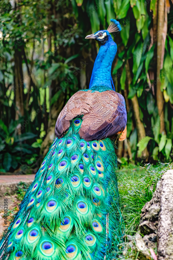 Obraz premium Peacock, Peafowl, peahen bird shows beautiful long tail. Peacock stands back with folded tail. Selective focus on the middle of the photo
