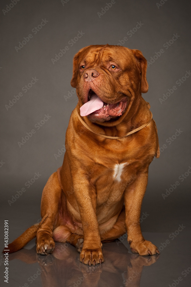 bordosskij dog. A dog of the Dog Mastiff.