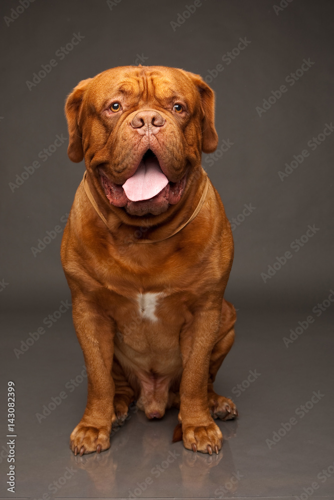 bordosskij dog. Red-haired dog. A of Dog Mastiff. Stock Photo | Adobe Stock