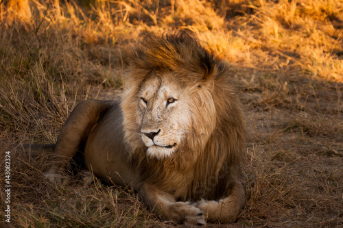 A lone lion. Africa. Kenya....