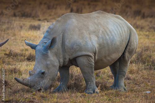 Rhinoceros. Safari in Africa.