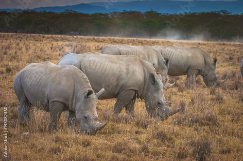 Rhinoceroses eat grass. Safari in Africa.