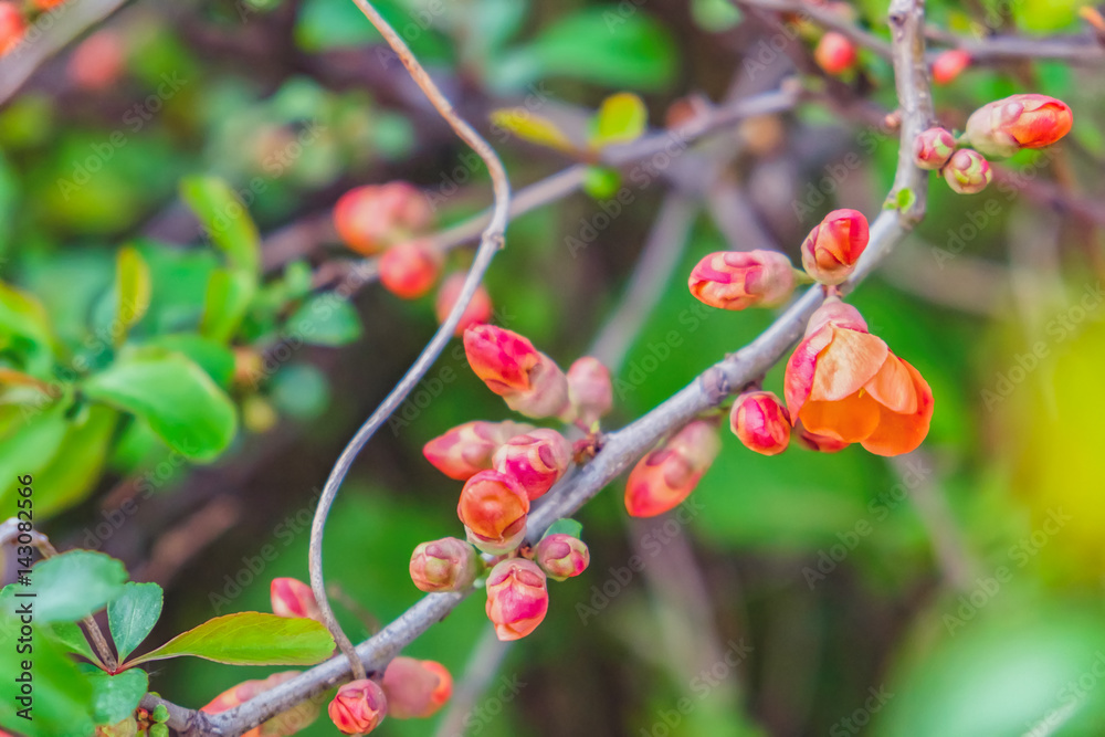 Blooming Japanese Quince or Chaenomeles japonica in the garden. Botanical photography. Abstract blurred background with selective focus Blooming Japanese Quince or Chaenomeles japonica in the garden. Botanical photography. Abstract blurred background with selective focus