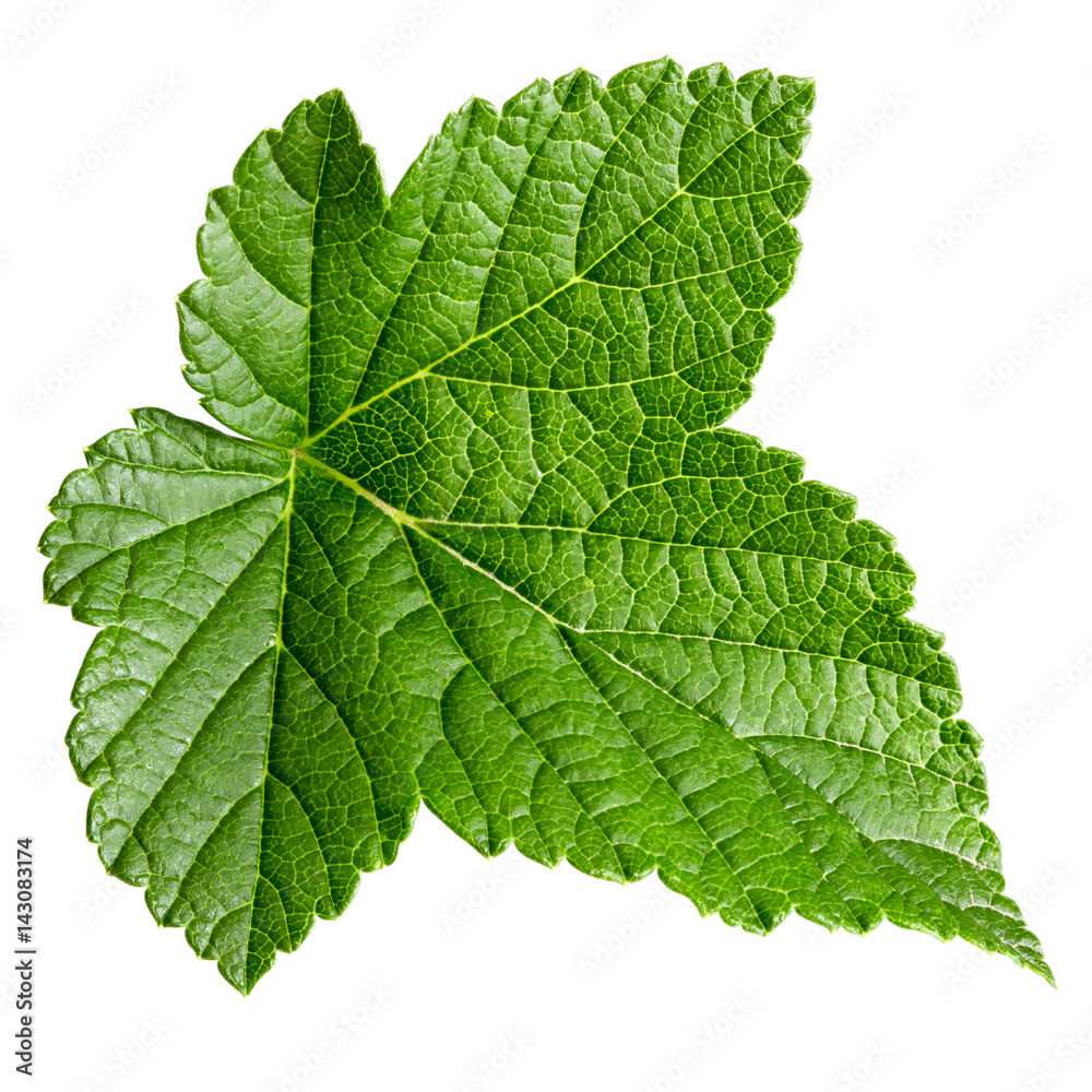 Currant leaf isolated Currant leaf isolated