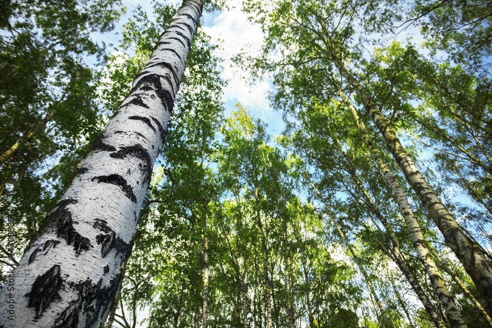 Fototapeta premium summer in sunny birch forest