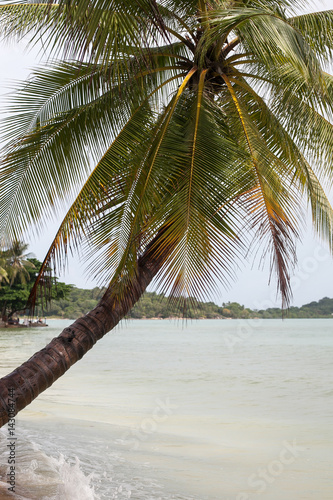 Palm tree  Samui island  Thailand