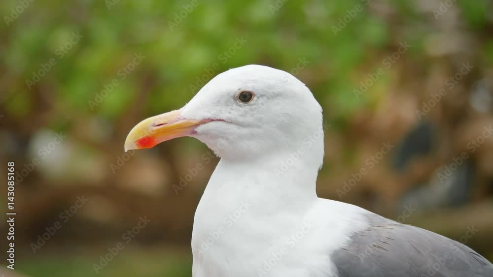 High quality video of seagull in 4K High quality video of seagull in 4K