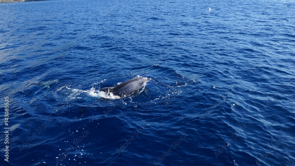Fototapeta premium Springender Delfin vor der Küste Teneriffas