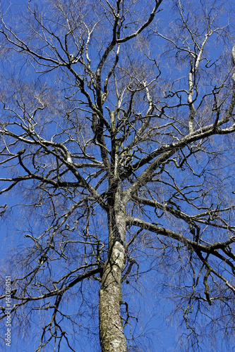 Crown of tree with winding bare branches in  blue sky