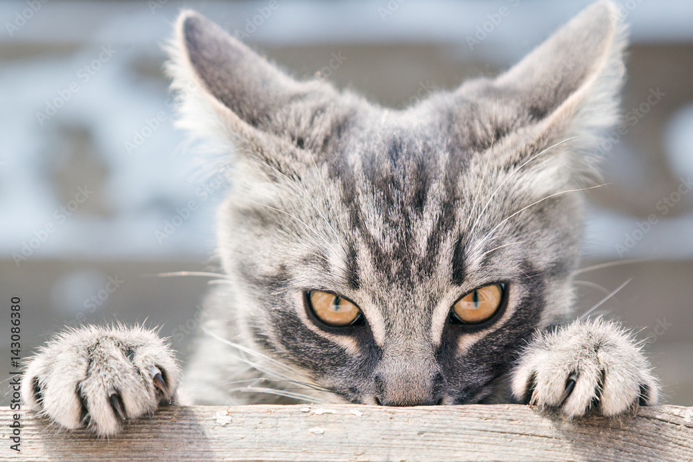 Angry cat looks in front. Stock Photo