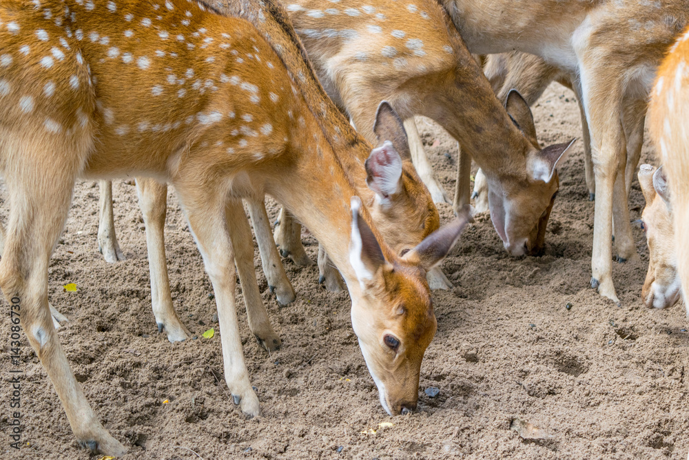 Herd of Sika deers, female with large eye, Vietnam, island, Nha Trang,