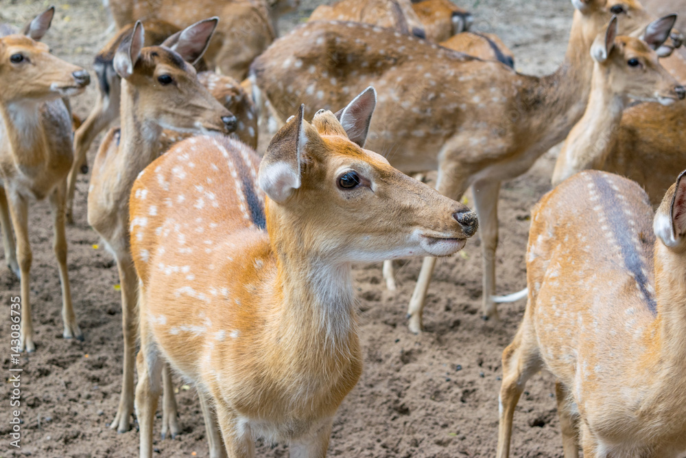 Herd of Sika deers, female with large eye, Vietnam, island, Nha Trang,