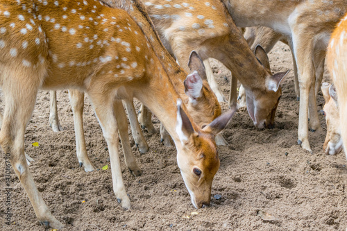Obraz na płótnie Herd of Sika deers, female with large eye, Vietnam, island, Nha Trang, w salonie