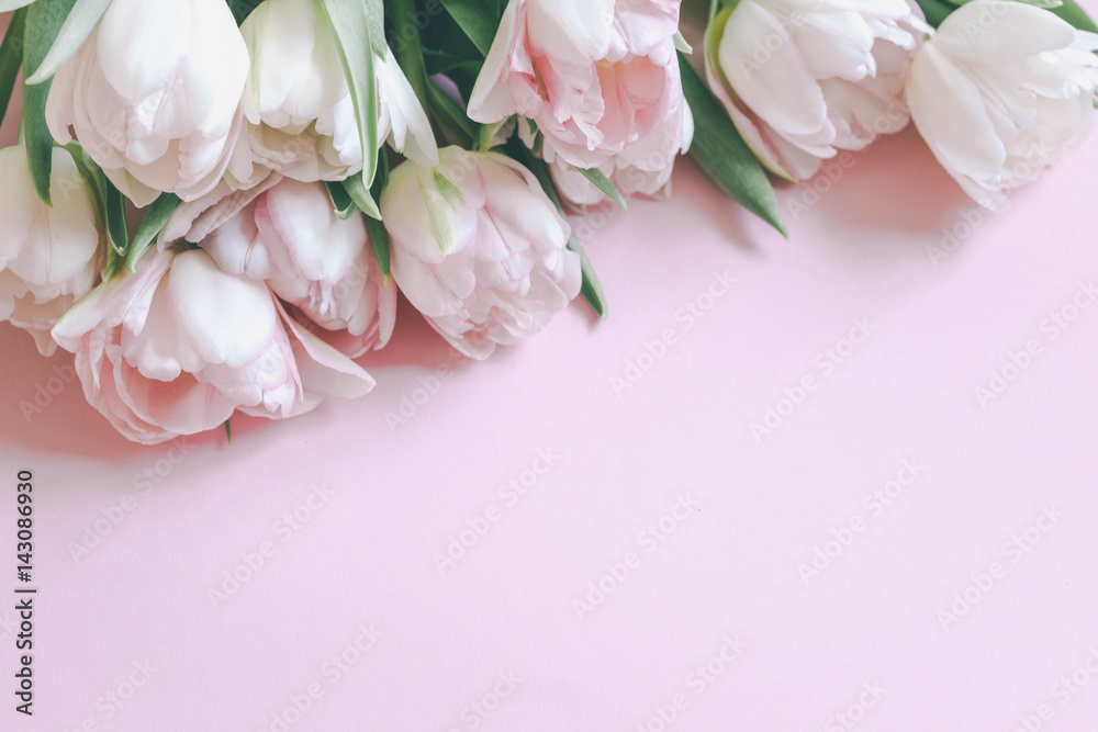beautiful tulips on pink background