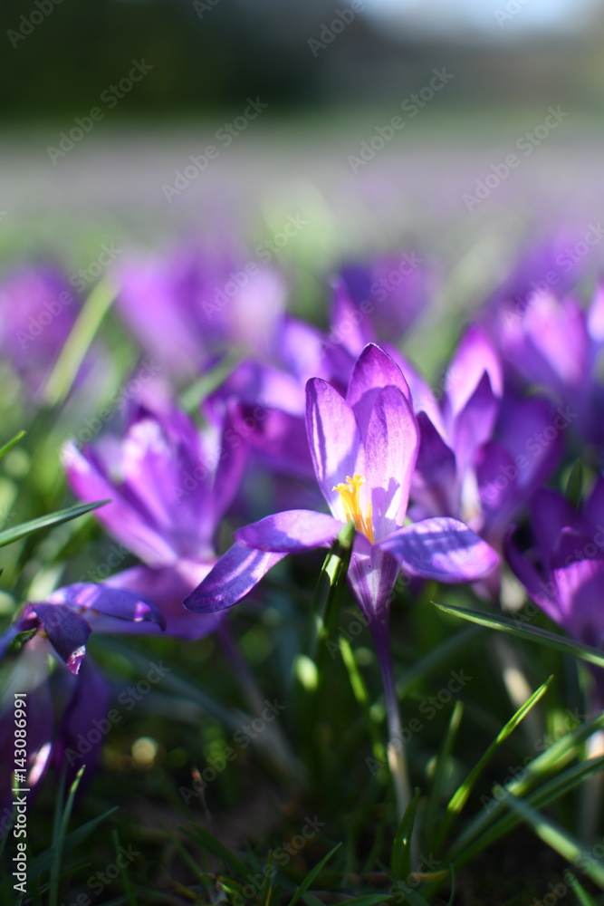 Meadow of blooming spring flowers crocus growing in wildlife Meadow of blooming spring flowers crocus growing in wildlife