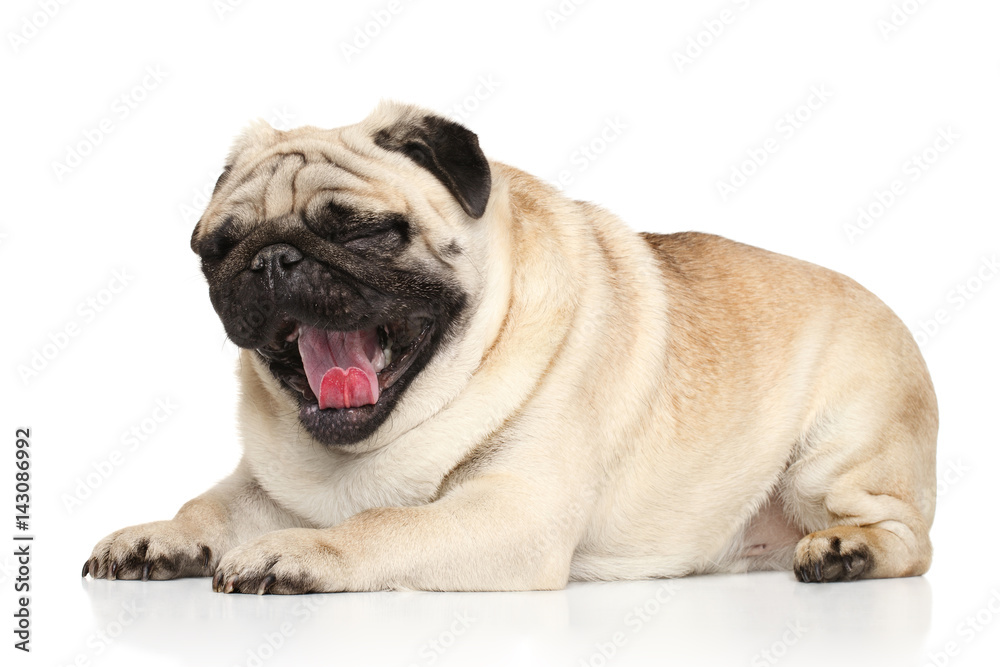 Pug dog yawn