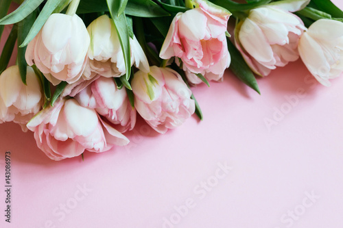 beautiful tulips on pink background