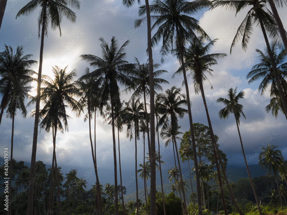 Palm grove in cloudy