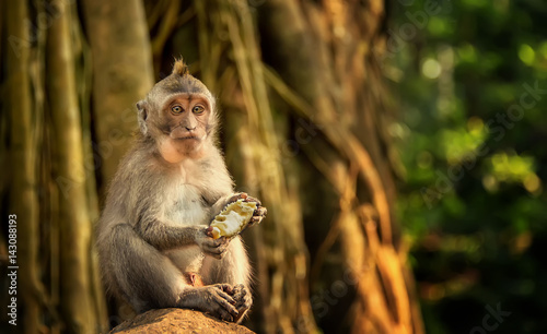 catarrhini Old world eating a mango sitting on a rock in the rainforest