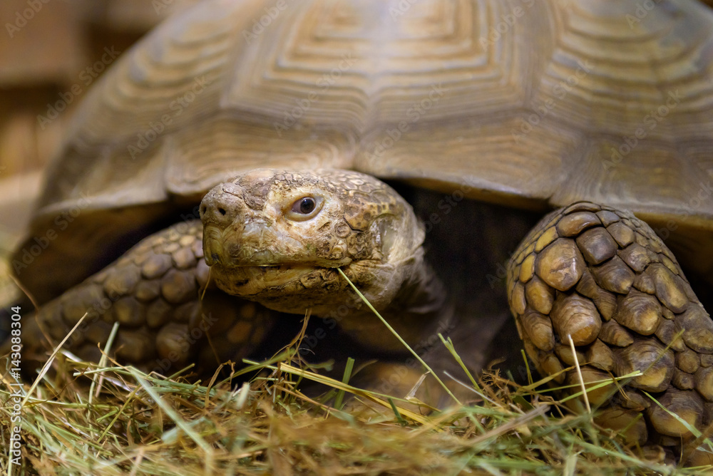 large turtle lies in sawdust