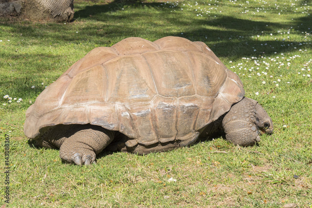 Fototapeta premium Giant turtle eating grass, Tortoise Aldabra giant