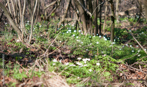 spring forest flowers