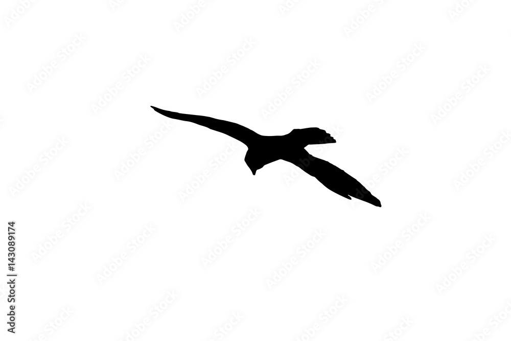 silhouette oiseau silhouette oiseau