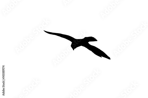 silhouette oiseau