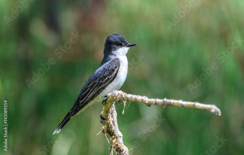 Eastern Kingbird Perched on a Branch