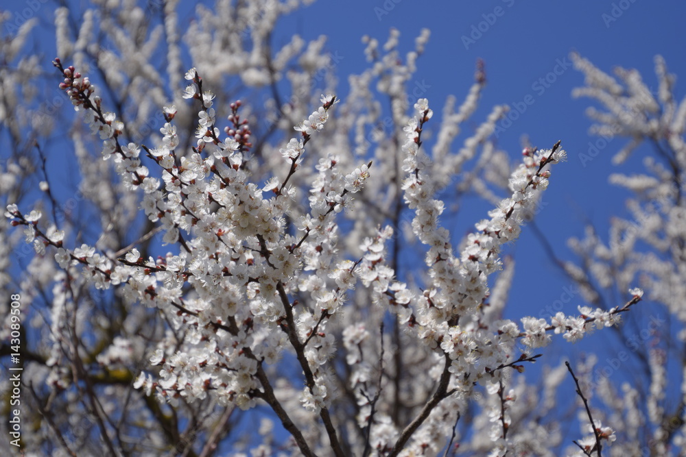Spring flowering trees. Pollination of flowers of apricot. Blooming wild apricot in the garden Spring flowering trees. Pollination of flowers of apricot. Blooming wild apricot in the garden
