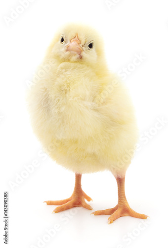 Small yellow chicken.