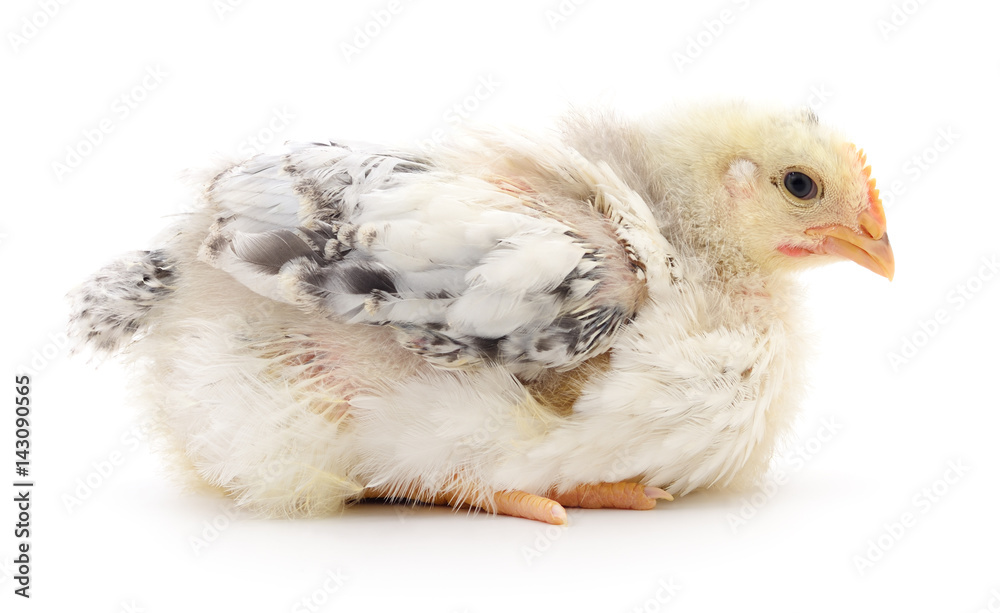 Obraz premium Small grey chicken.