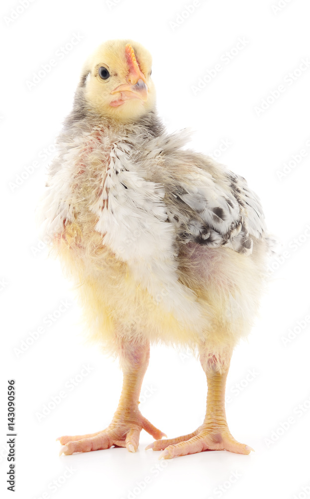 Small grey chicken. Small grey chicken.