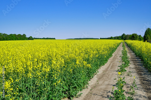 Dirt road among the rape field against the blue sky