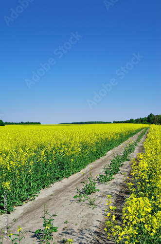 Dirt road among the rape field against the blue sky