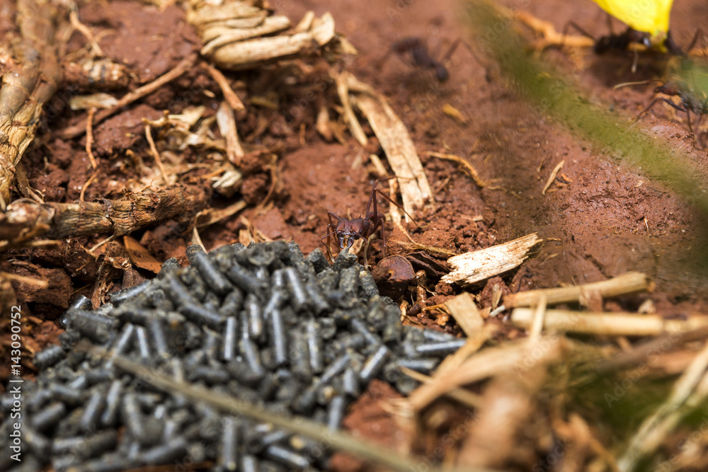 Ant eating poison Ant eating poison