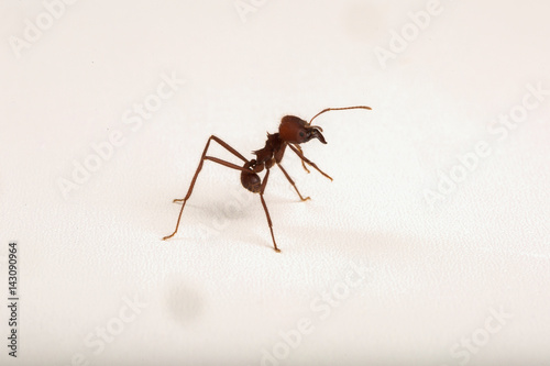 Worker ant on white background