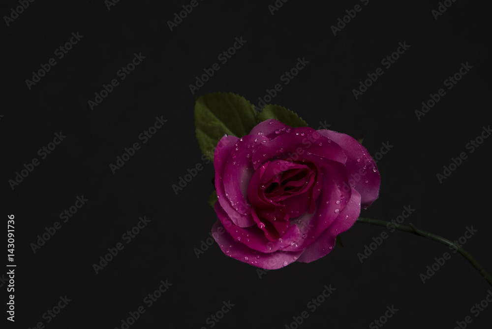 Fototapeta premium Flowers