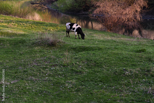 Cow on pasture by river at sunset © nastasenika