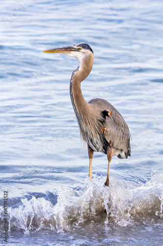 Great Blue Heron Splash - Photographed at John's Pass, Treasure Island, Florida