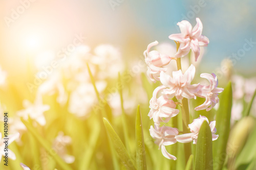 Background of tender pink flowers hyacinths closeup on blue sky background. Spring theme concept. Blooming early spring flowers in sunny day.