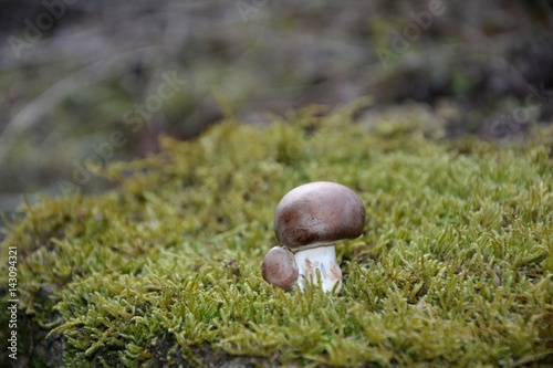 Bild auf Leinwand Ein brauner Champignon Pilz  (Agaricaceae) auf grünem Moss in der Natur