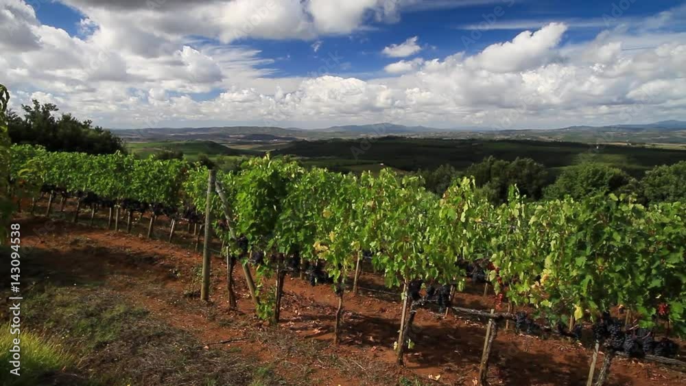 Vineyard landscape in autumn, Tuscany, Italy Vineyard landscape in autumn, Tuscany, Italy