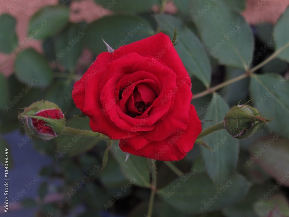 Rosa vista de cima.