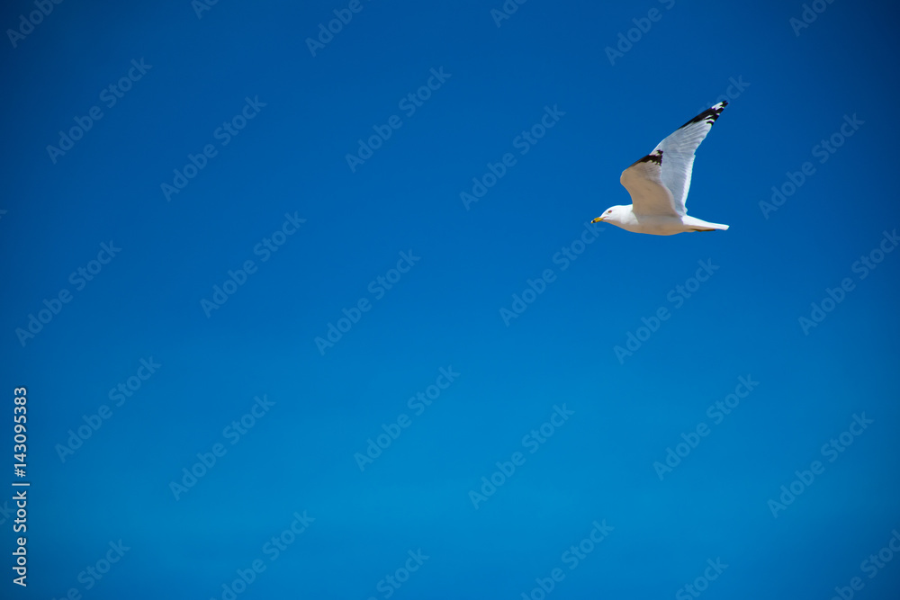 Obraz premium Flying Sea Gull On A Clear Blue Sky