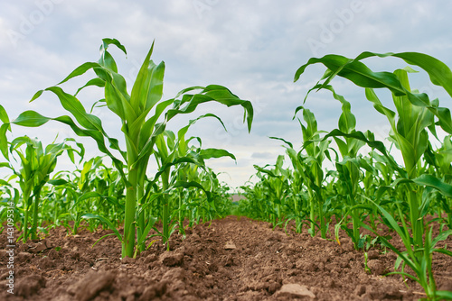 Photo field of fresh young corn stalks cornfield